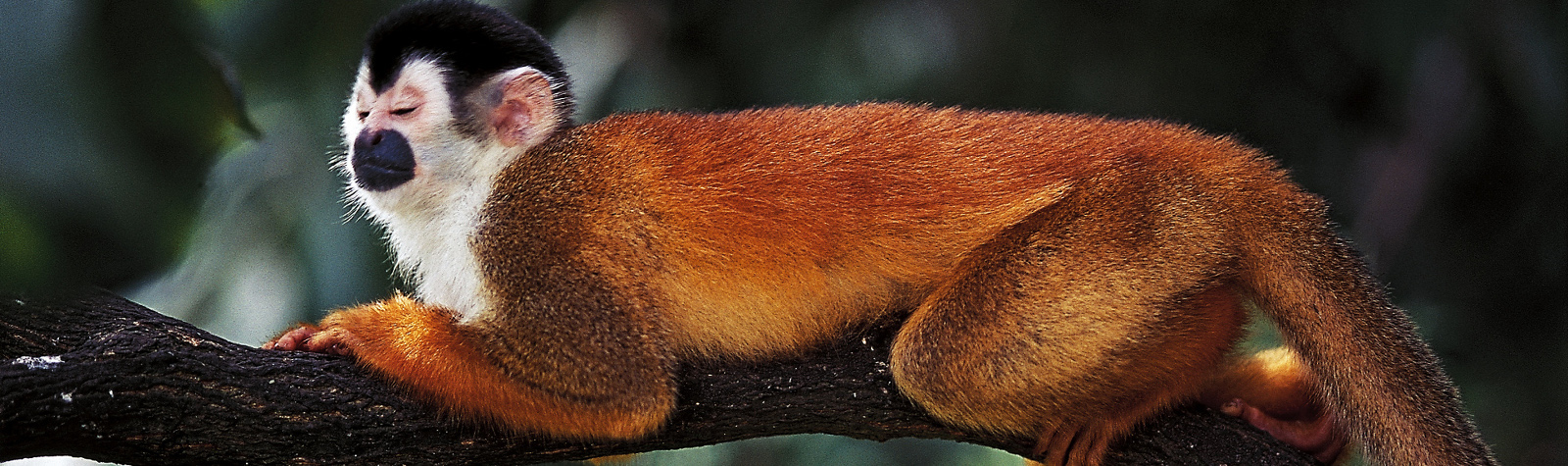 Voyage au Costa Rica : les incontournables à la locale !