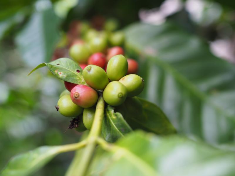 Voyage au coeur de la Sierra Nevada de Santa Marta