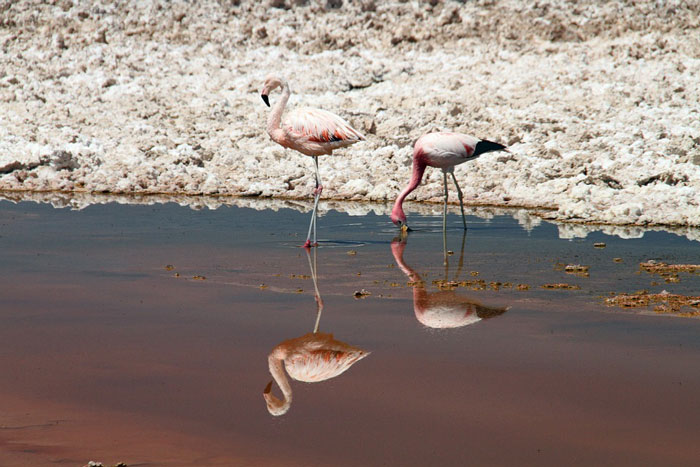 atacama flamant rose