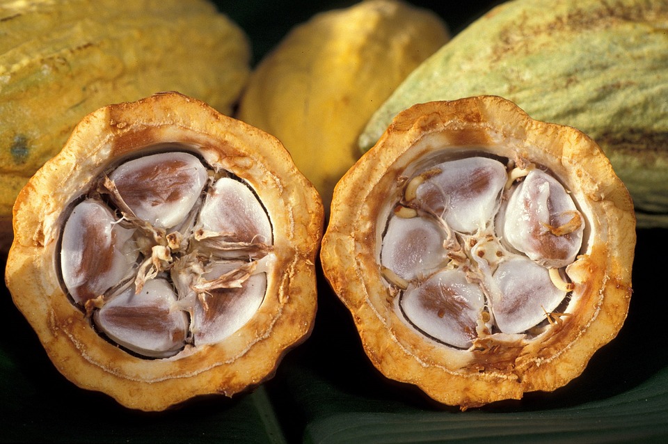 fleur de cacao au Pérou