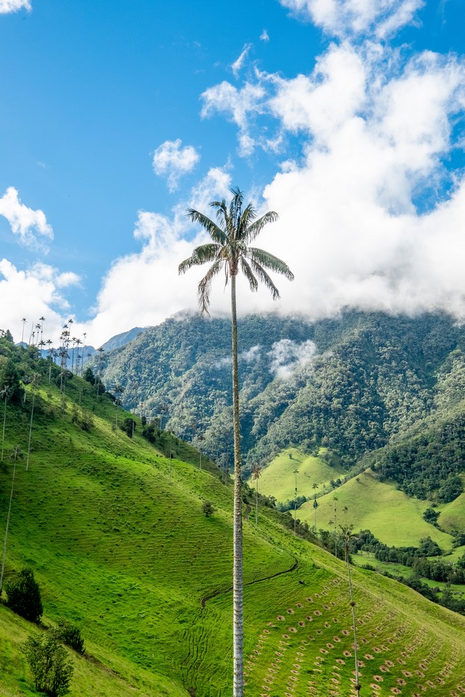 La Vallée de Cocora