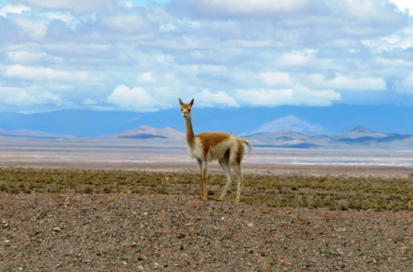 Que faire dans la Province de Jujuy, dans le Nord de l'Argentine ?