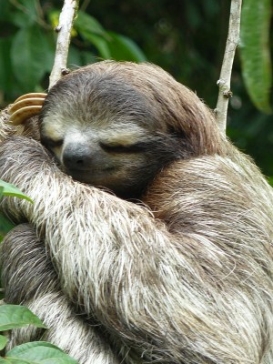 Le Parc National de Guayabo