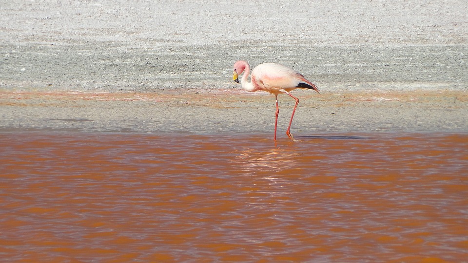 flamingos-2009559_960_720.jpg