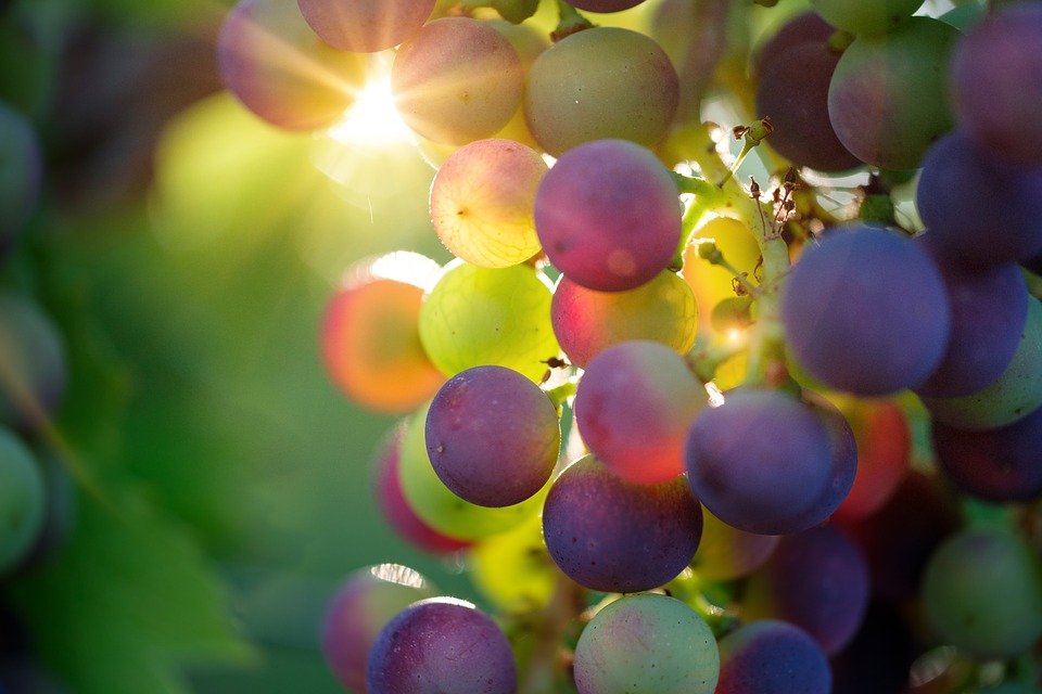 le vin péruvien