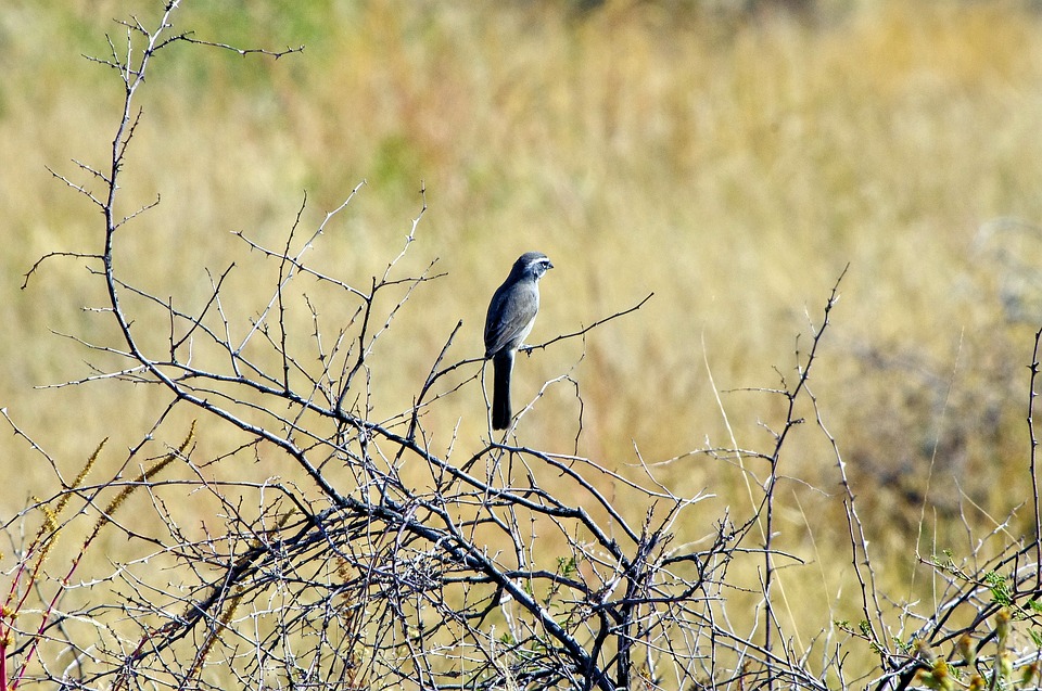 grey-bird-on-bare-thorny-shrub-3937027_960_720.jpg