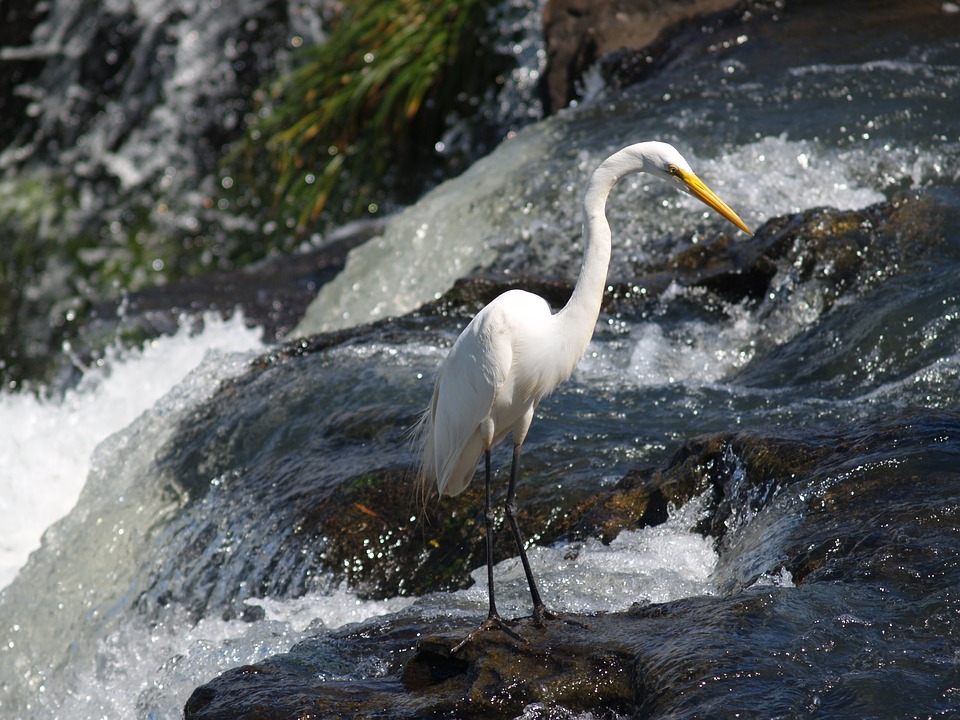 heron_iguazu_argentine.jpg