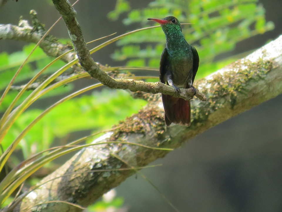 La Sierra Nevada de Santa Marta : le paradis des oiseaux