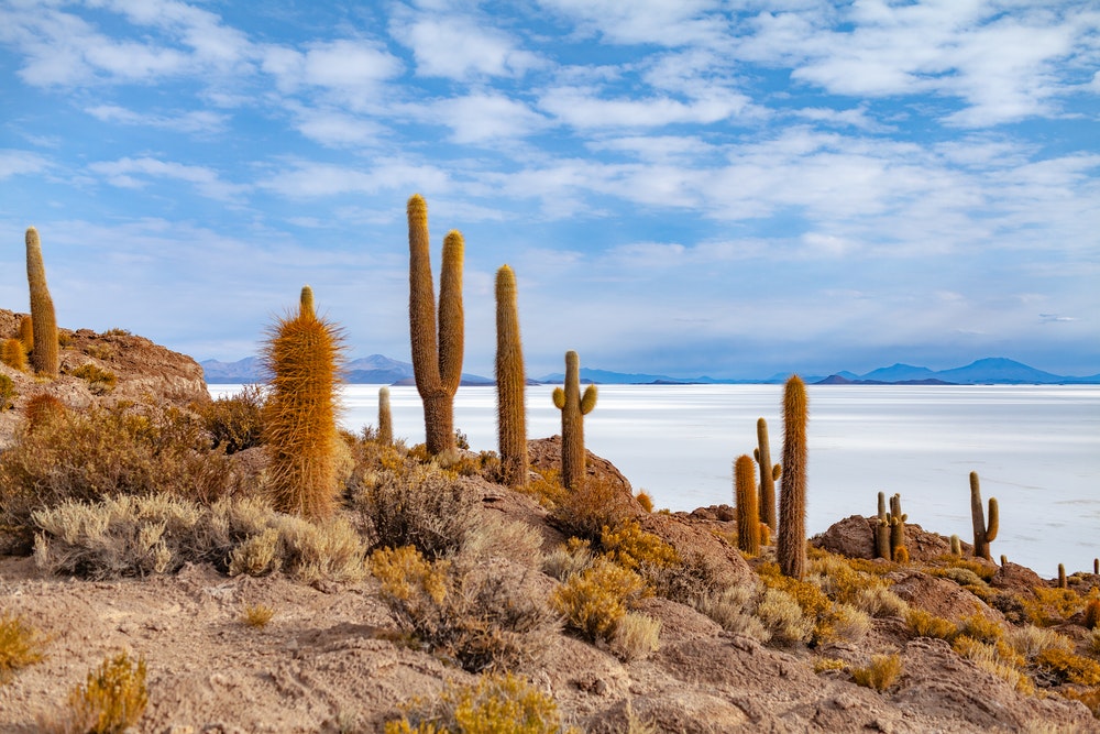 incahuasi_cactus_uyuni.jpeg