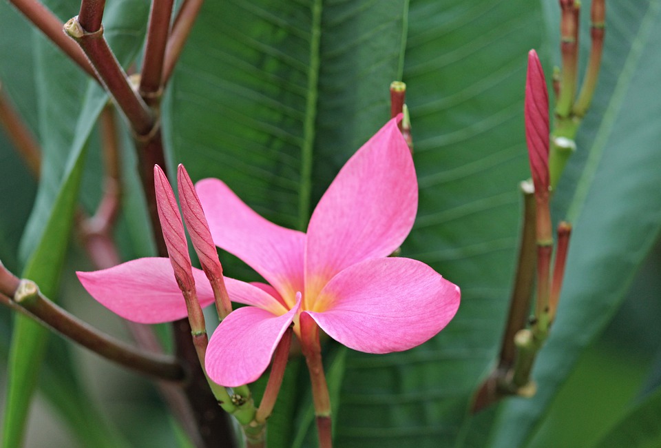 plumeria-3065712_960_720.jpg