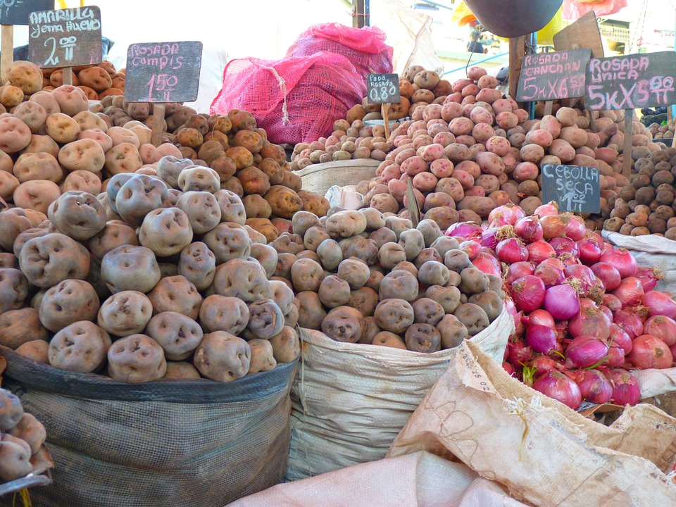 pomme de terre péruvienne variété