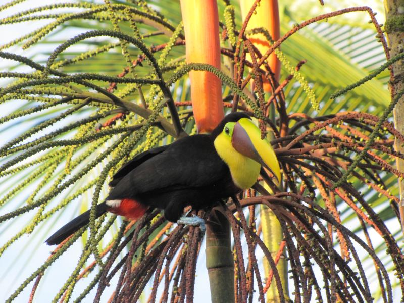 Avis de CAPLAN et Compagnie - Voyage en Costa Rica