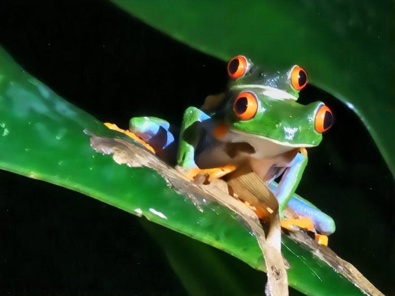 Avis de Cécile D - Voyage en Costa Rica