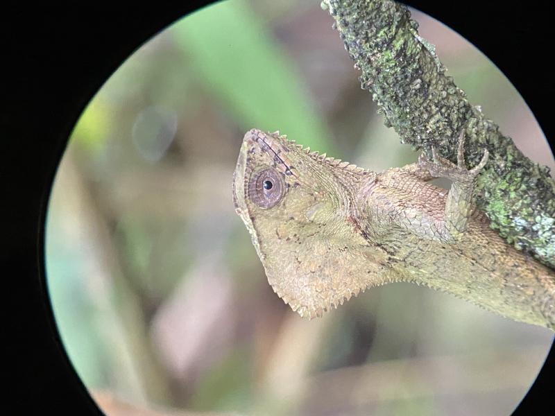 Avis de Verdiere  - Voyage en Costa Rica