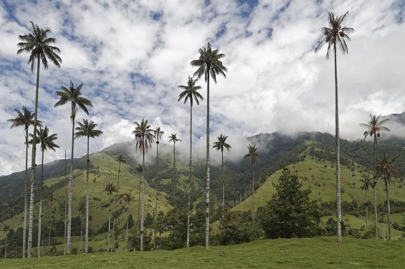 Jour 6: Vallée de Cocora 