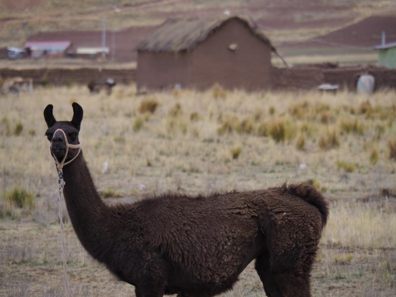 Jour 2 : Visite de la capitale avec votre guide local et vol pour Cusco, dans les Andes