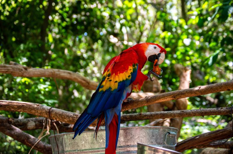 Jour 8 : San Cristobal de las casas - Agua Azul - Palenque