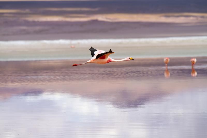 Jour 12 : Laguna Colorada - Laguna Verde - Uyuni - Atacama
