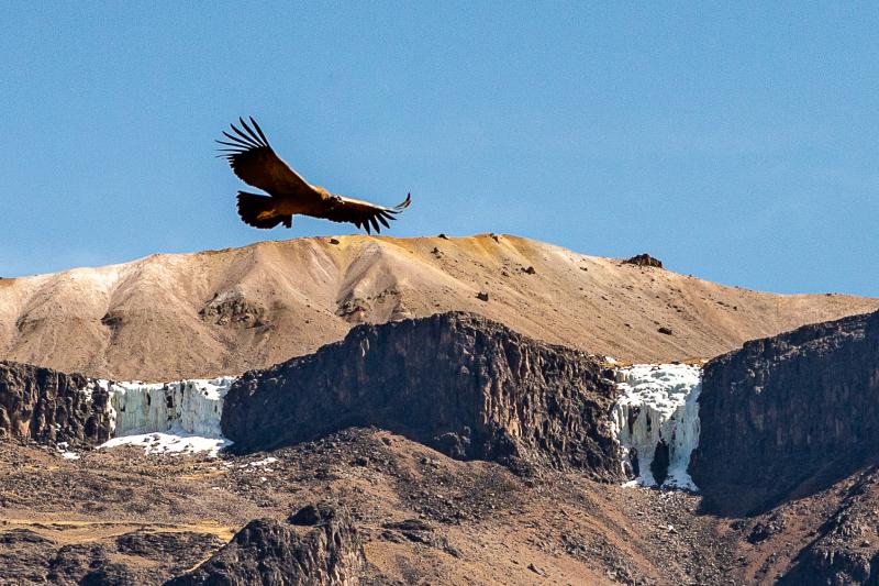 Jour 3 : Arequipa journée libre