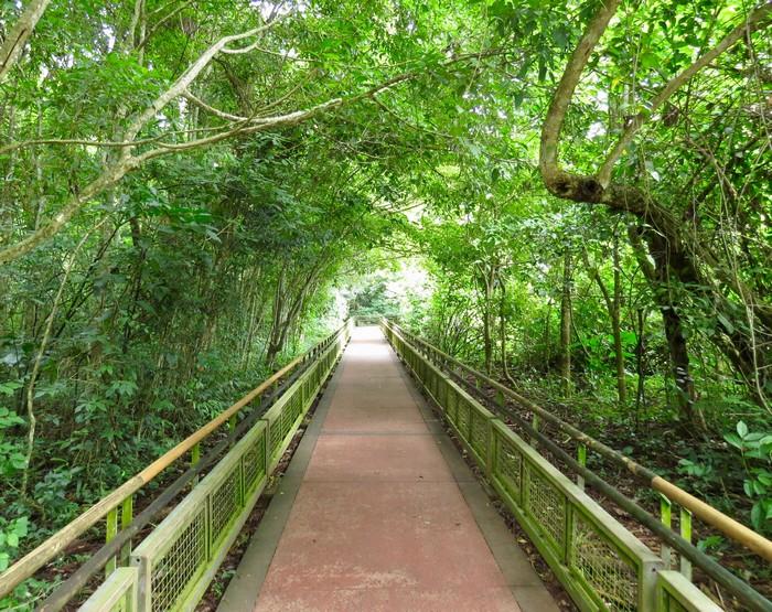 Jour 9 : Les chutes d'Iguazu (Brésil) 