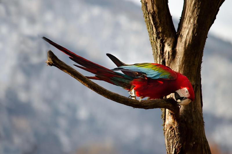 Jour 8 : Le village de San Ramon, la rivière Tarcoles et Carara, à la recherche de l'Ara