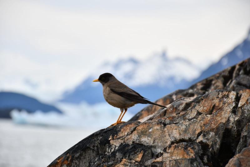 Jour 9 : Parc National Tierra del Fuego - Ushuaia
