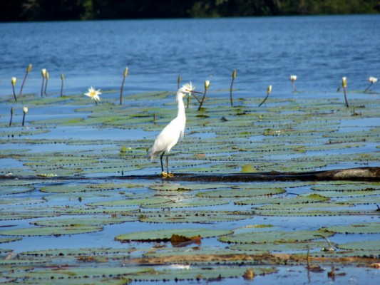 Jour 10 - PETEN – RIO DULCE - LIVINGSTON 