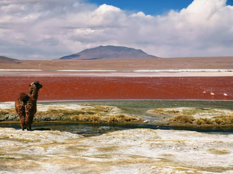 Jour 07 : San Juan - Laguna Colorada