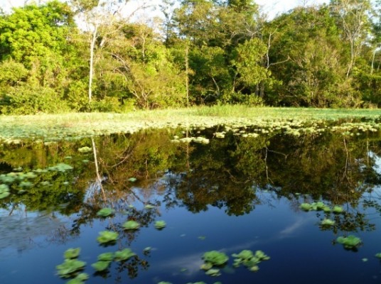 Jour 5 : Croisière sur le fleuve Amazone