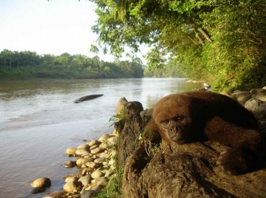 Jour 6 : croisière sur le fleuve Amazone