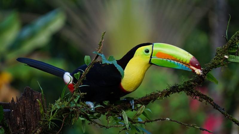 Jour 12 : Journée libre à Monteverde et retour à San José 