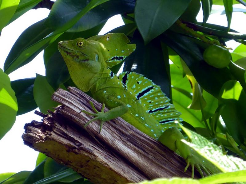 Jour 3. Tortuguero