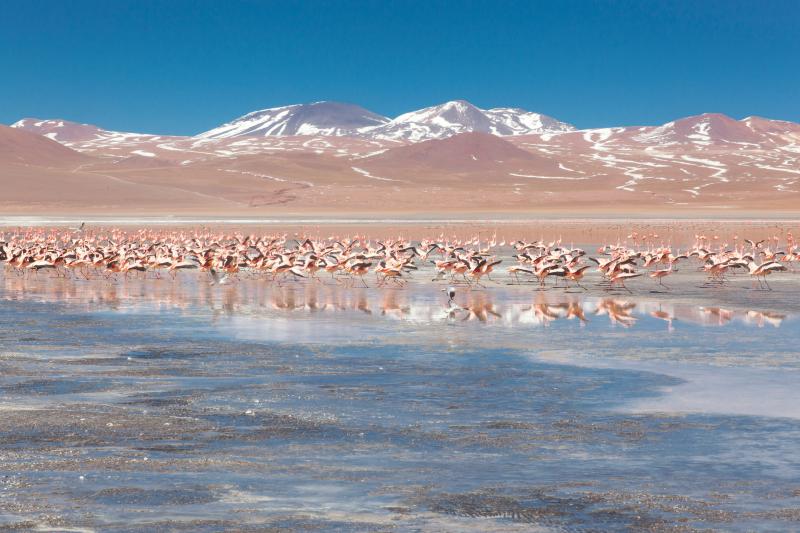 Jour 5 : Bienvenue en Bolivie, auprès de la Laguna Colorada, du Désert de Dali... 