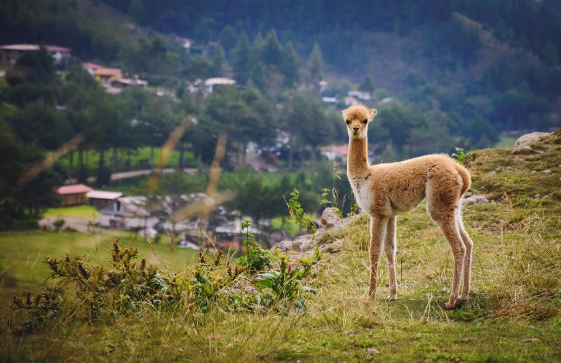 Jour 18 : Cusco, la capitale du monde Inca et vol pour Lima