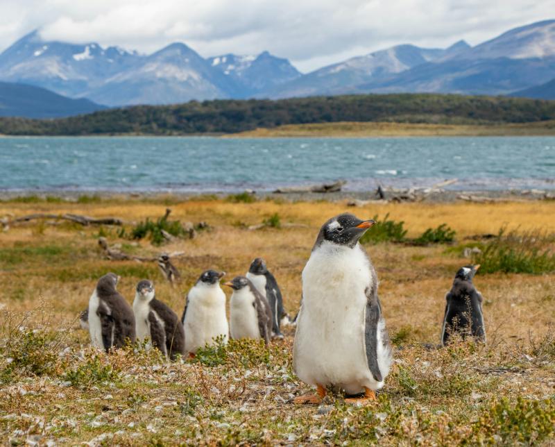 Jour 3 : Vol pour la Patagonie argentine à El Calafate et El Chalten
