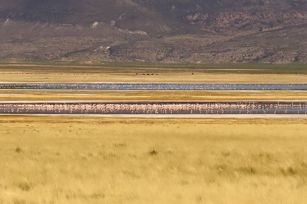 Jour 7 : Chala - Lagune de Parinacochas (209 km – 5 heures)