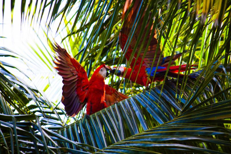 JOUR 14 : VOL VERS LA FORET AMAZONIENNE (La Paz – Rurrenabaque)