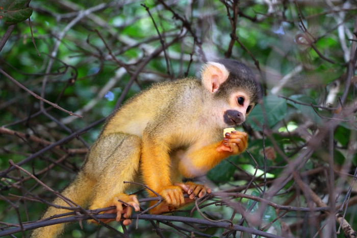 JOUR 17 : PARC NATIONAL MADIDI