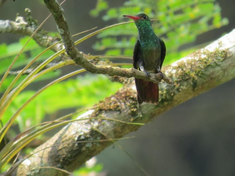 Jour 11 : Parc Tayrona – Minca