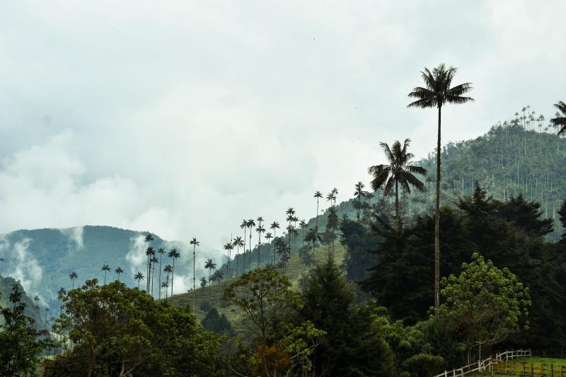 Jour 4 : Vallée de Cocora et expérience de café dans une finca locale