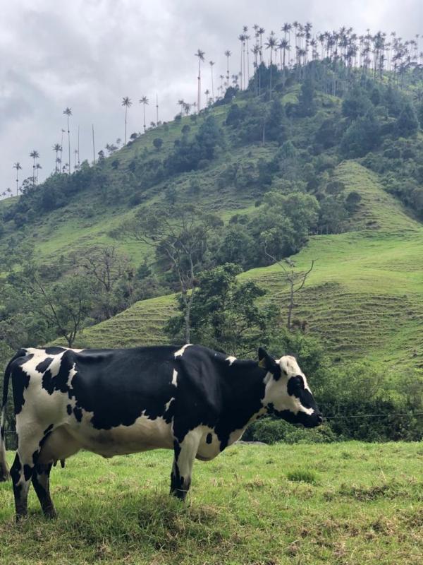 Jour 13 : Salento et la Vallée de Cocora