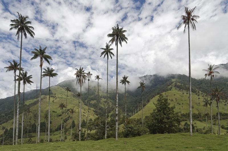 Jour 4 : La Vallée de Cocora et ses palmiers de cire endémiques