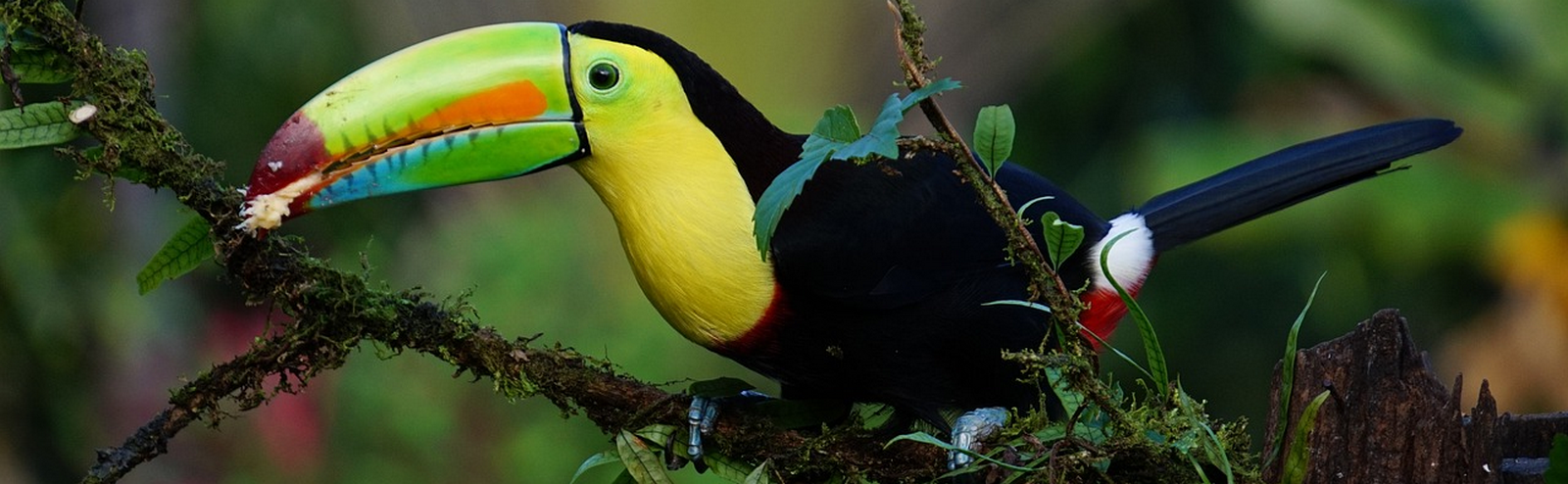 Circuit au Costa Rica en autotour entre les côtes Caraïbe et Pacifique