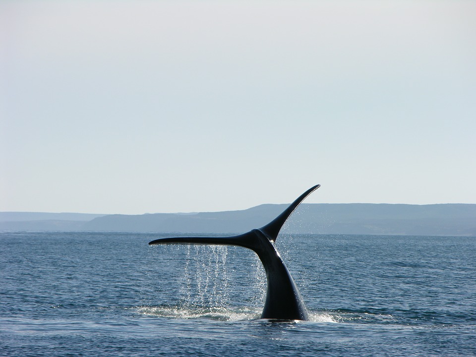 whale-1181395_960_720.jpg